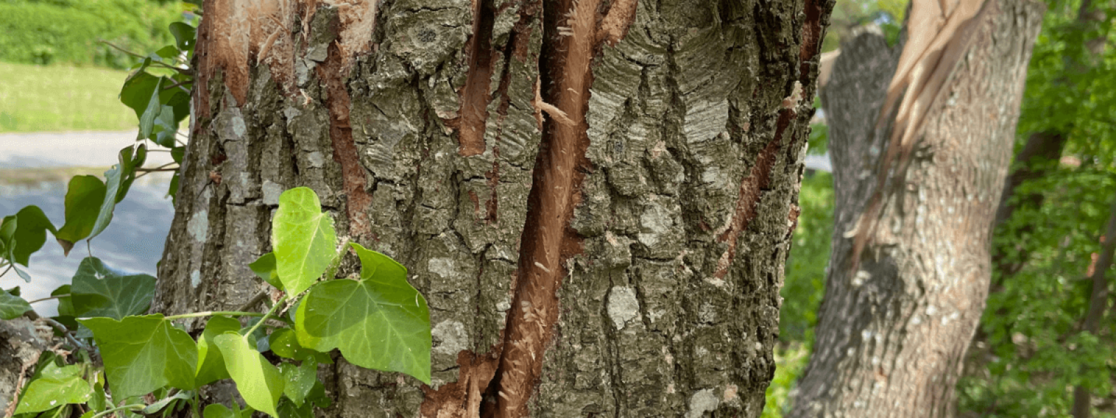 smileaf_arbejdsomraader_biodiversitet_veteranisering